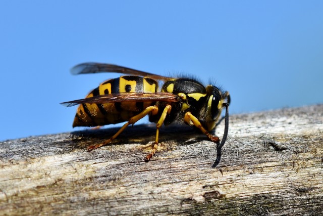 Spot The Stinger: How To Distinguish Wasps From Hornets