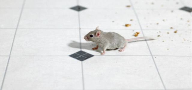 Spot Signs of Mice In Your Restaurant (Before Your Customers Do)