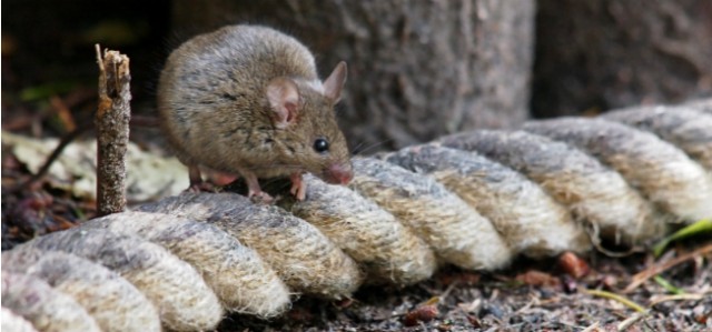 How To Fight The Common Rodents of New England