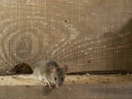 rodent infestation home or business