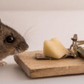 Why You’ll Never See Cheese in Our Mouse Traps