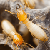 How to Recognize Old vs New Termite Damage