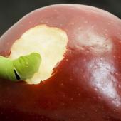 Worm crawling into a bitten red apple
