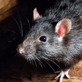 Why Rats Create a Much Bigger Problem Than Mice