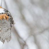 Wasps nest in winter