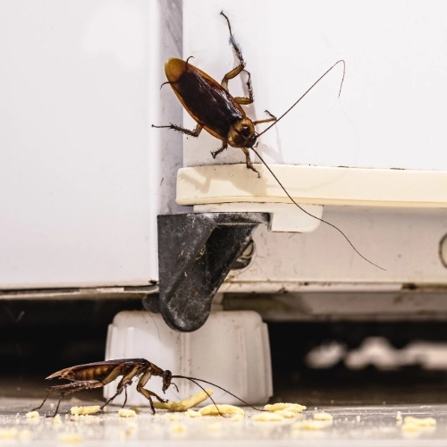 Cockroach Pest Control | Exterminator & Removal | JP Pest Services