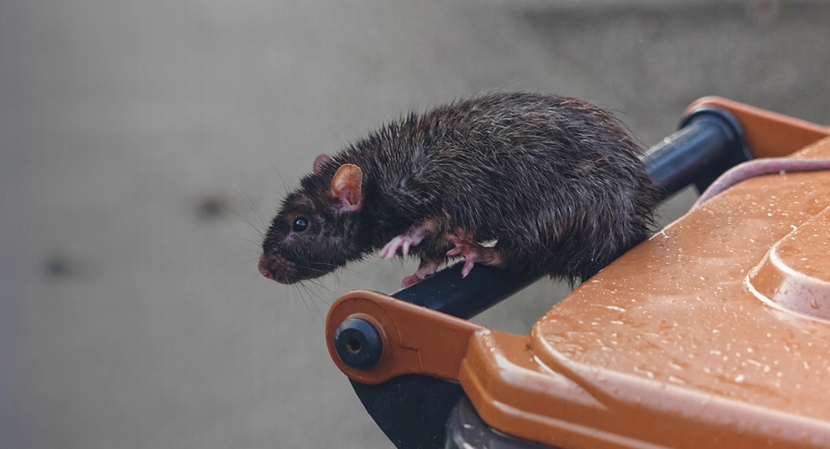 wet rat on a bin 