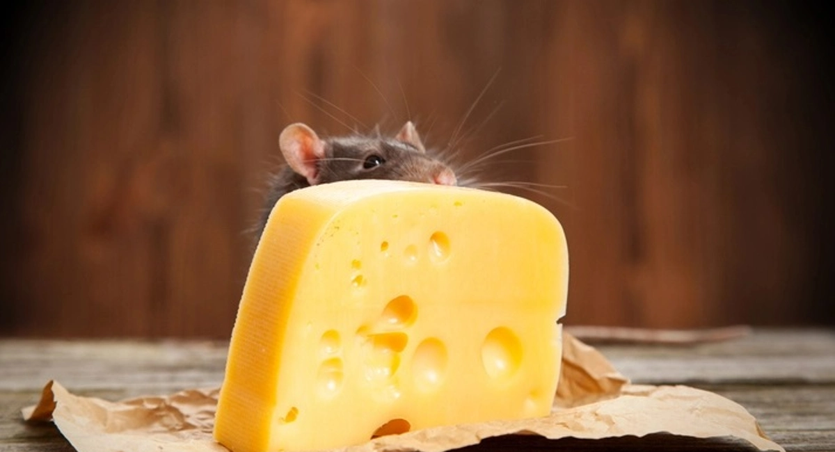 mouse peering over large block of cheese