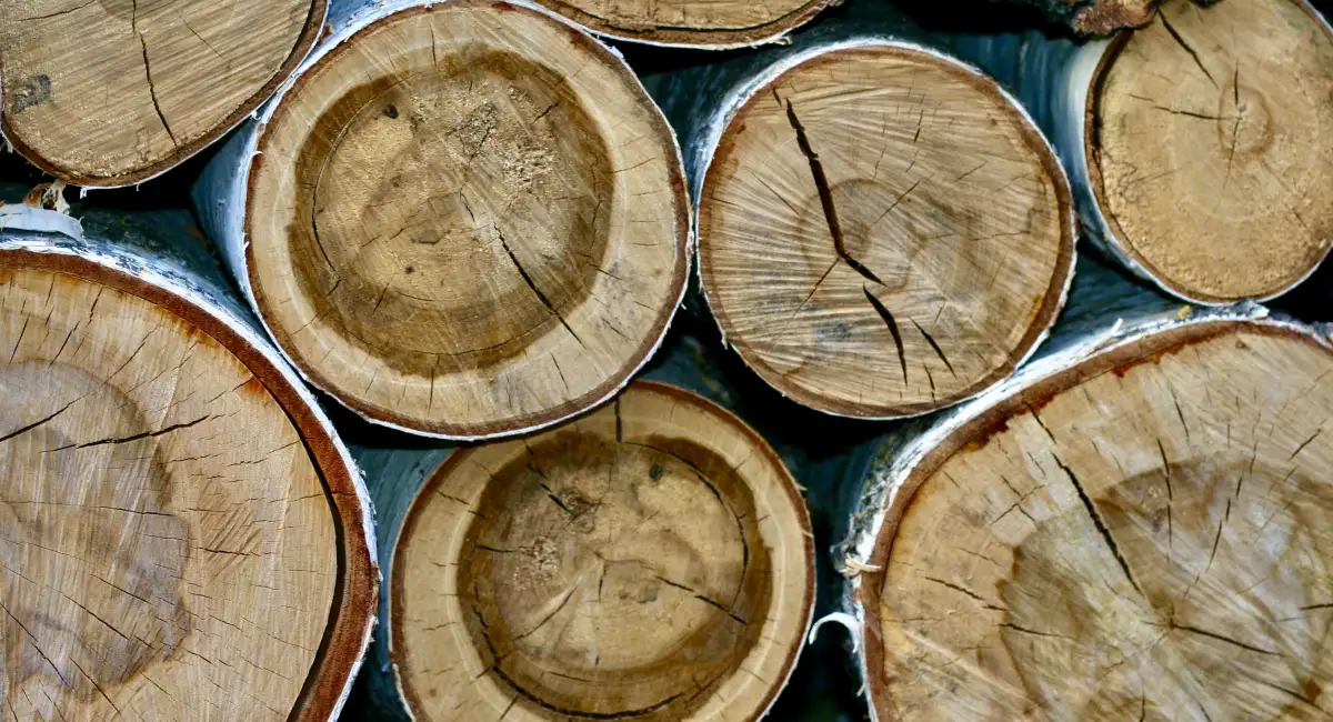 Birchwood logs stacked 