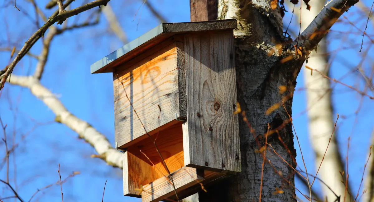 Bat house or bat box: this can give bats a safer place to roost