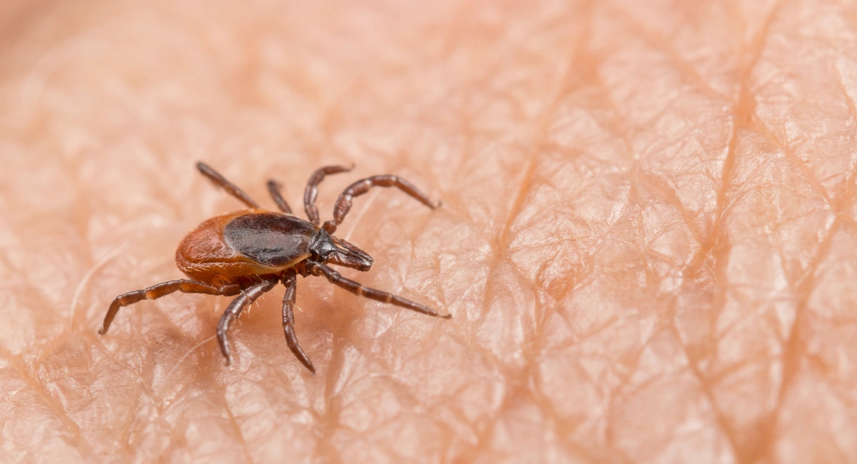 Skin beetle on human skin