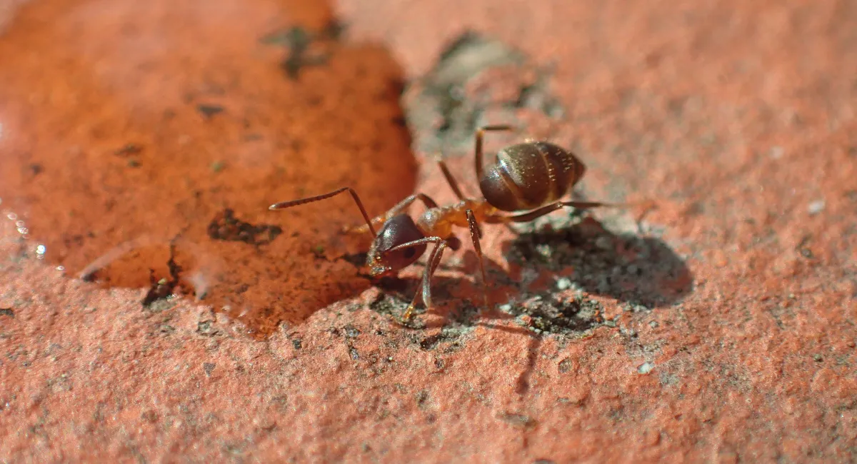 Pavement ant drinking water from outdoor puddle