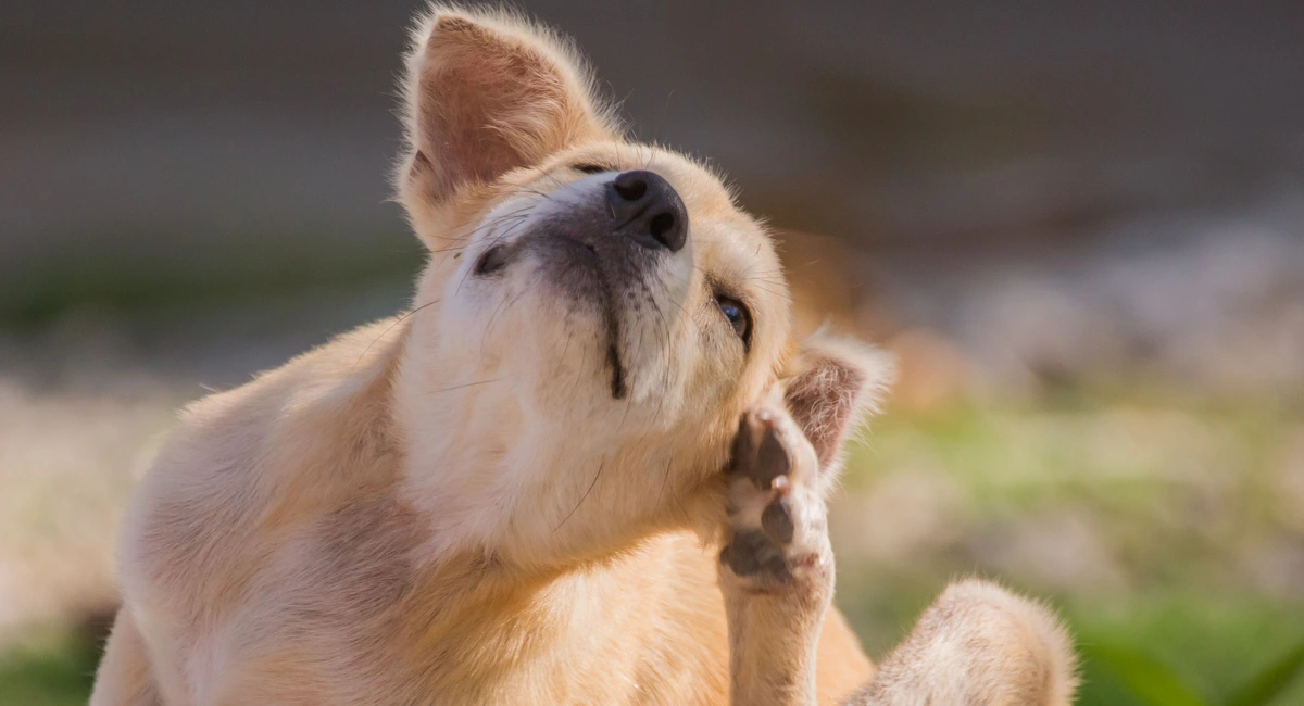 Dog scratches fleas off his ear