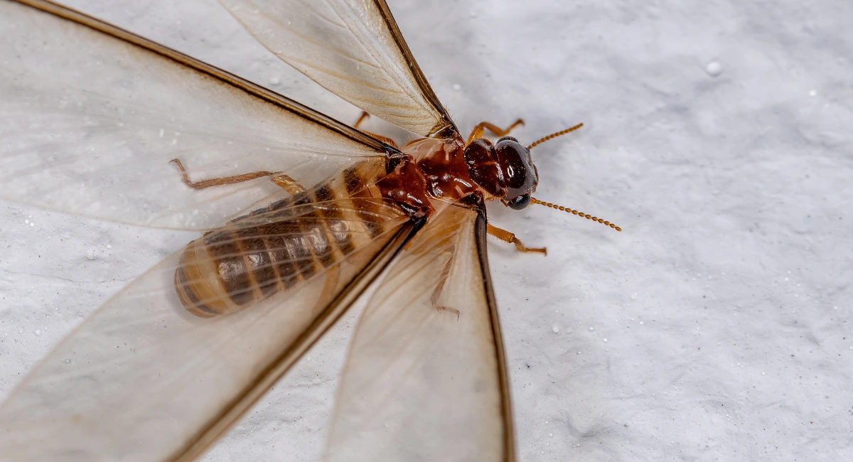 Adult female winged termite 