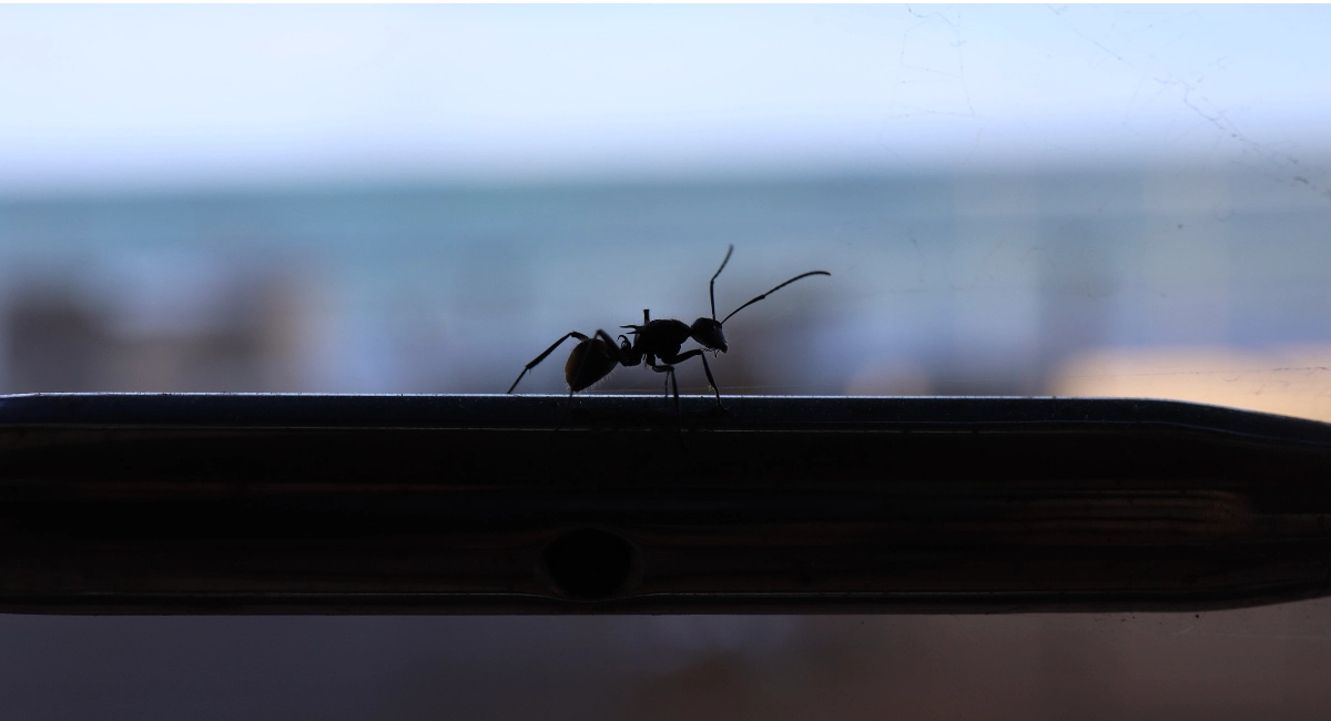 ant perched on window sill silhouette 