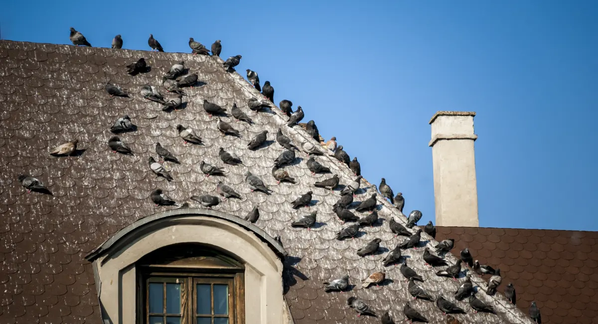 Pigeons on the roof with bird droppings