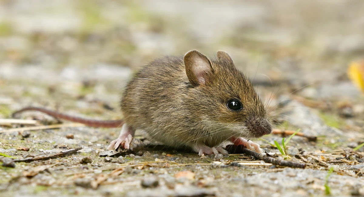mouse on ground with grass around