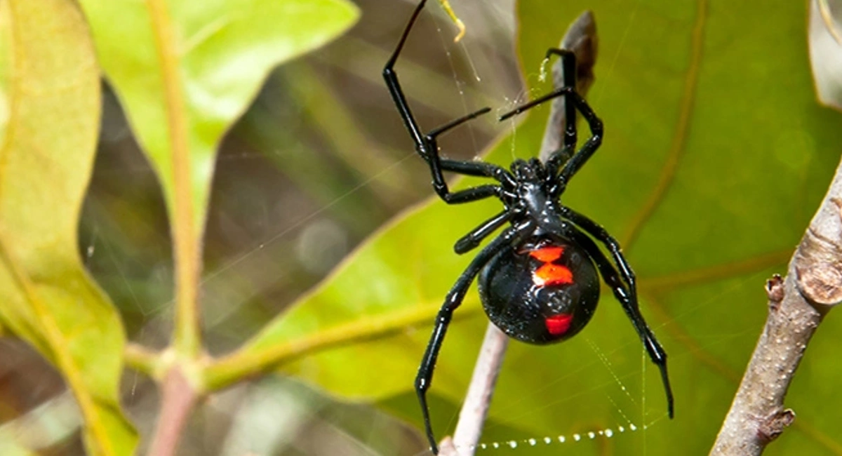 Black widow spider in web