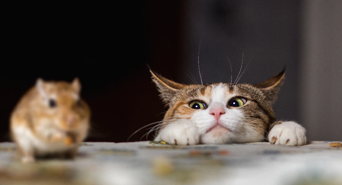 cat eyes up a mouse on a table