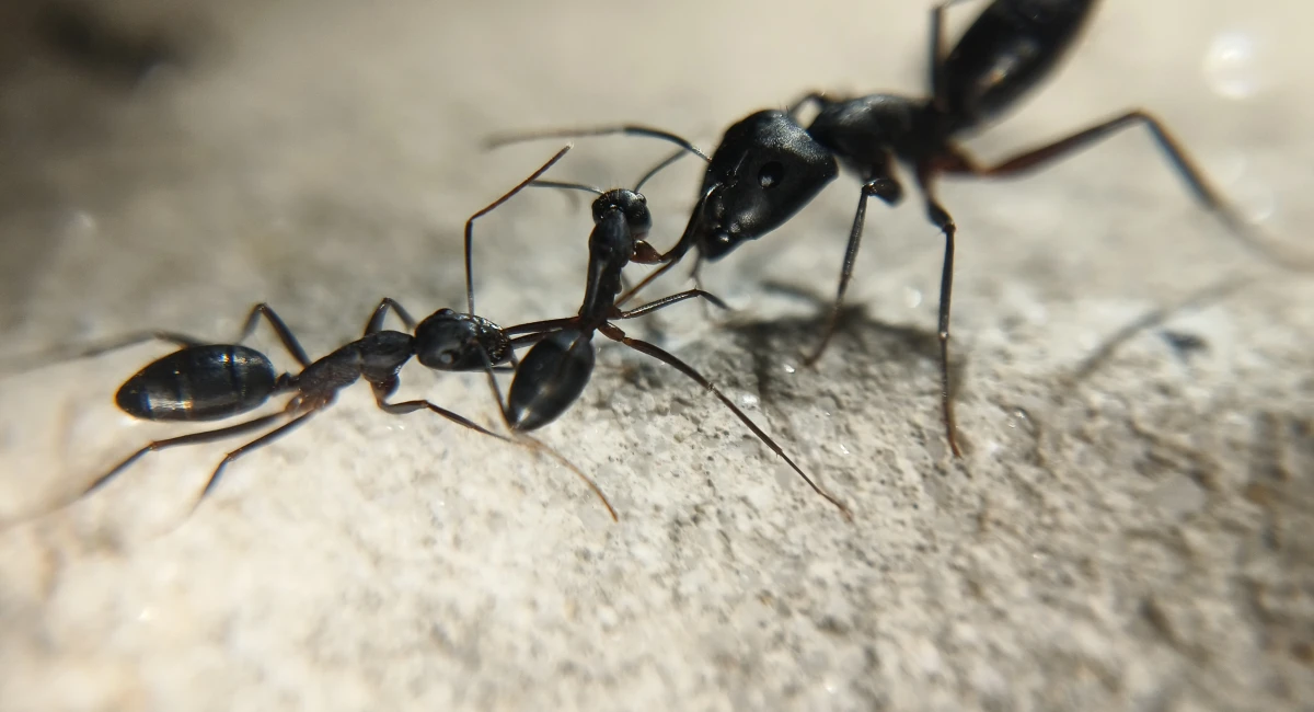 ants fighting on rock close up