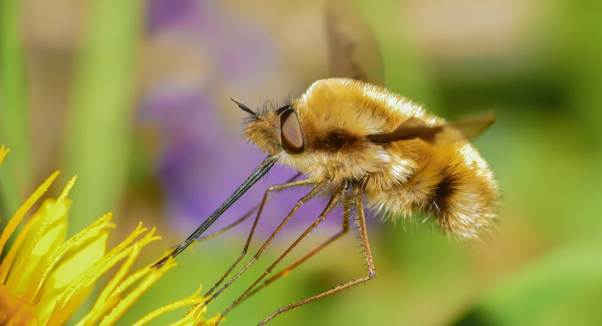 bee fly on yellow flower 