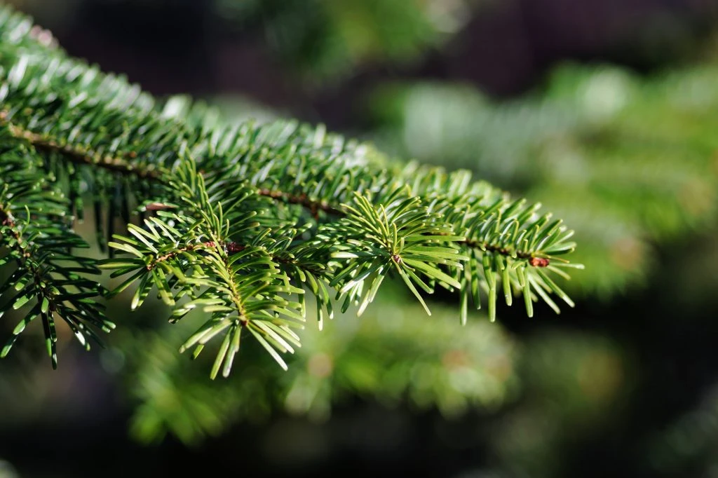 close up on christmas tree branch