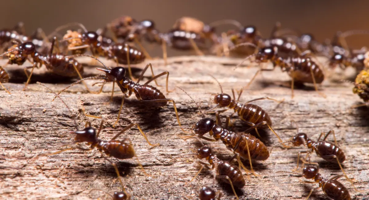 Termites swarming on wood