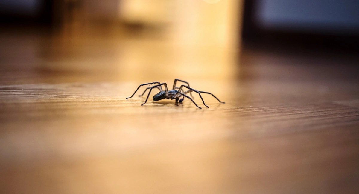 A spider indoors on a hardwood floor