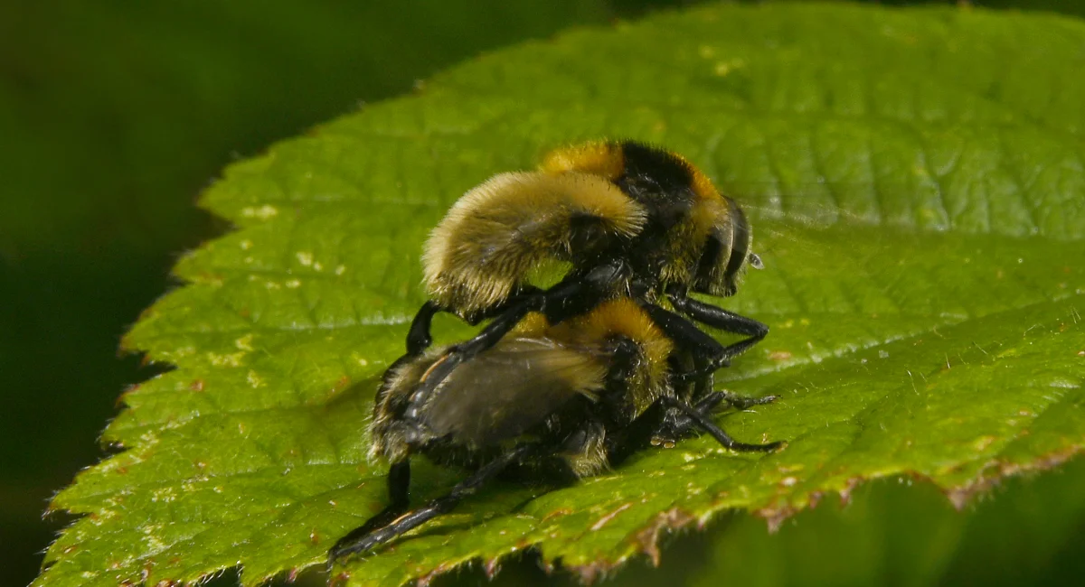 Two narcissus blub fly on top of each other