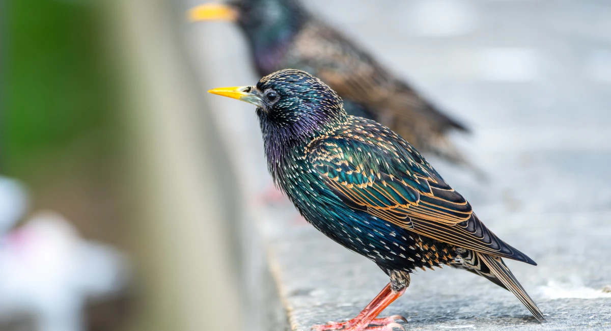 European Starlings perched on a ledge
