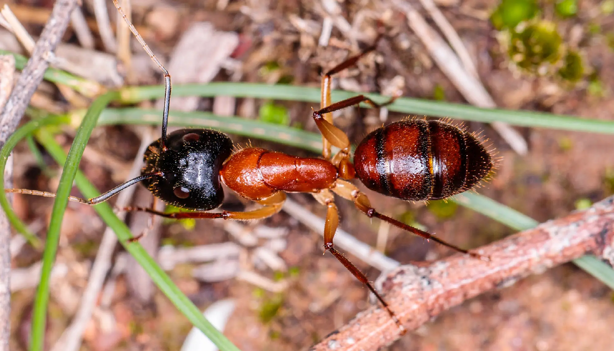 Sugar ant up close