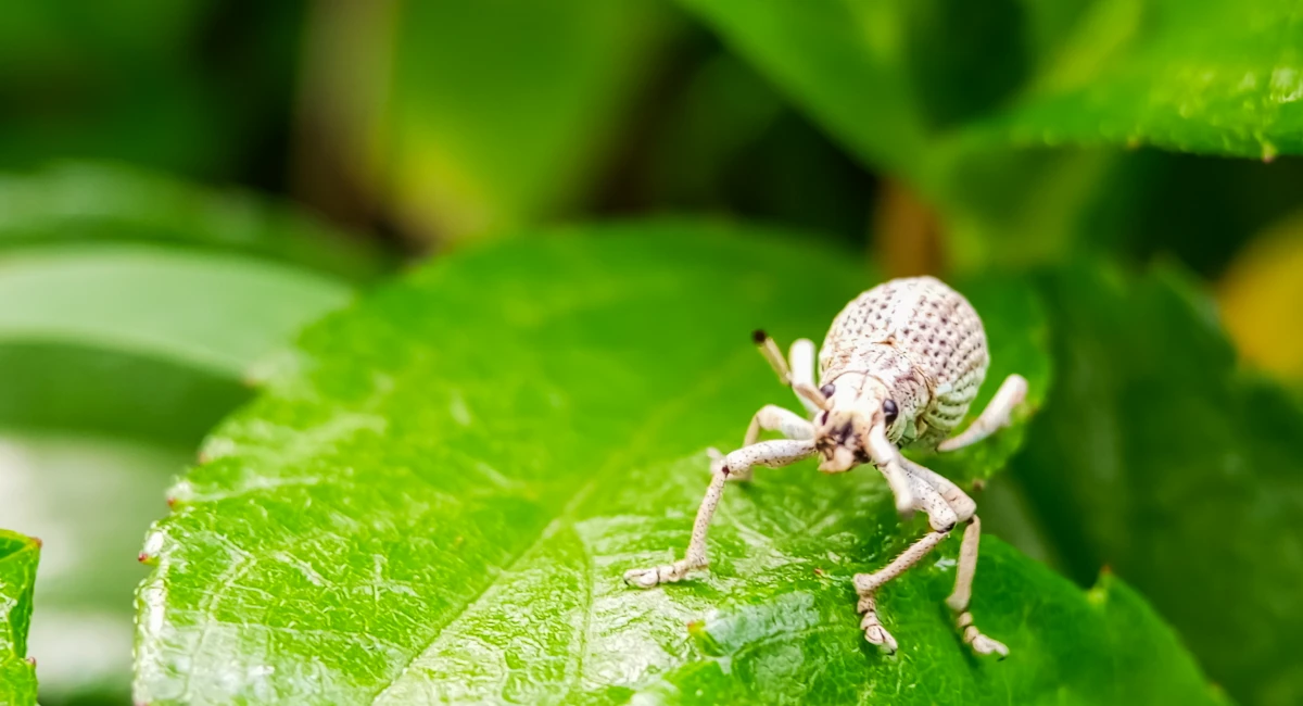 Outdoor weevil that eats plants