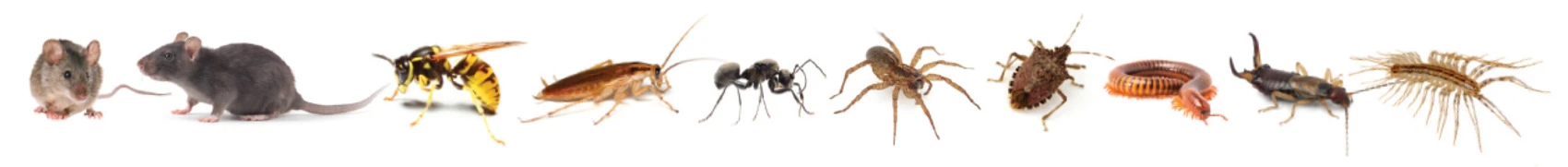 Pests covered