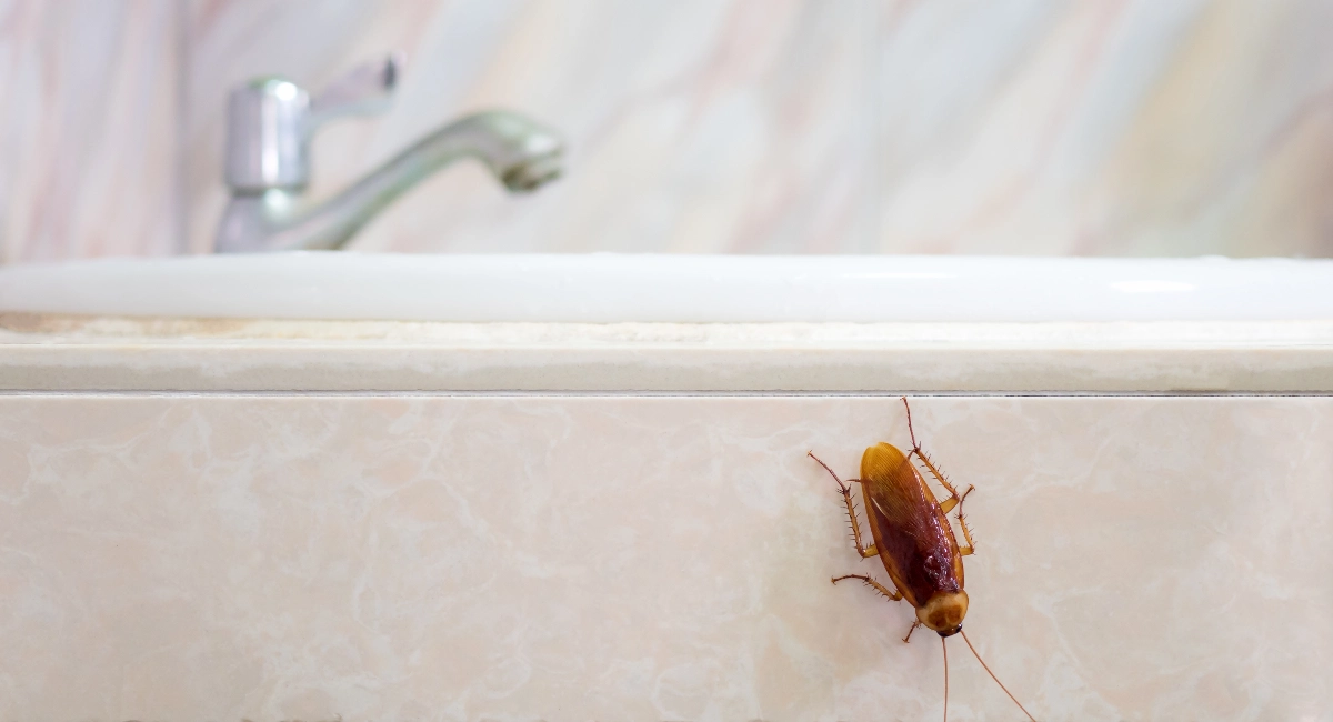 American cockroach on the bathroom sink