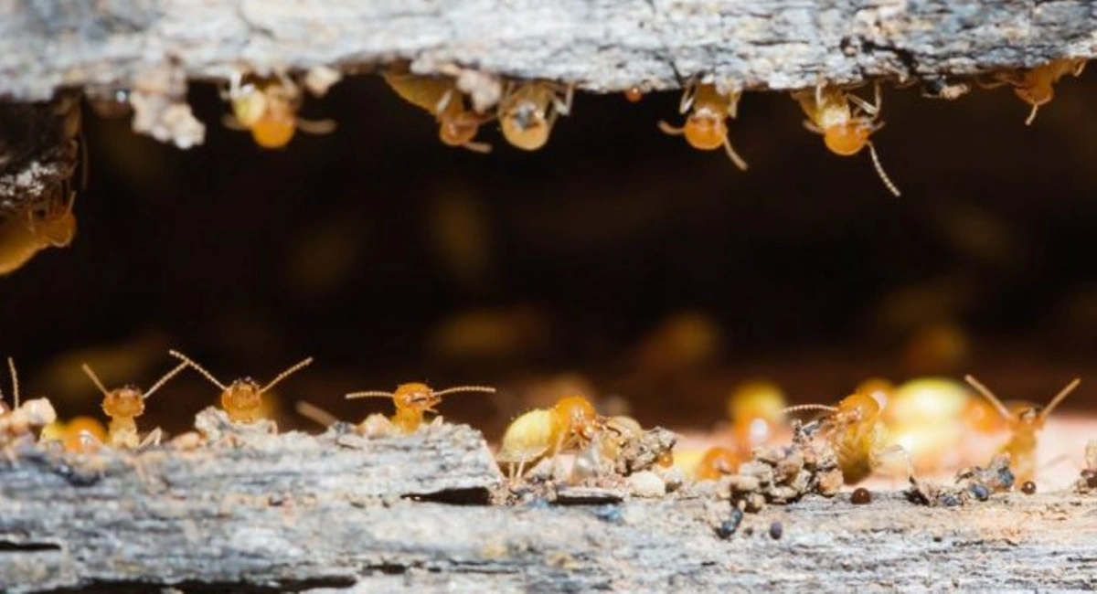 Termites crawling out of nest in wood
