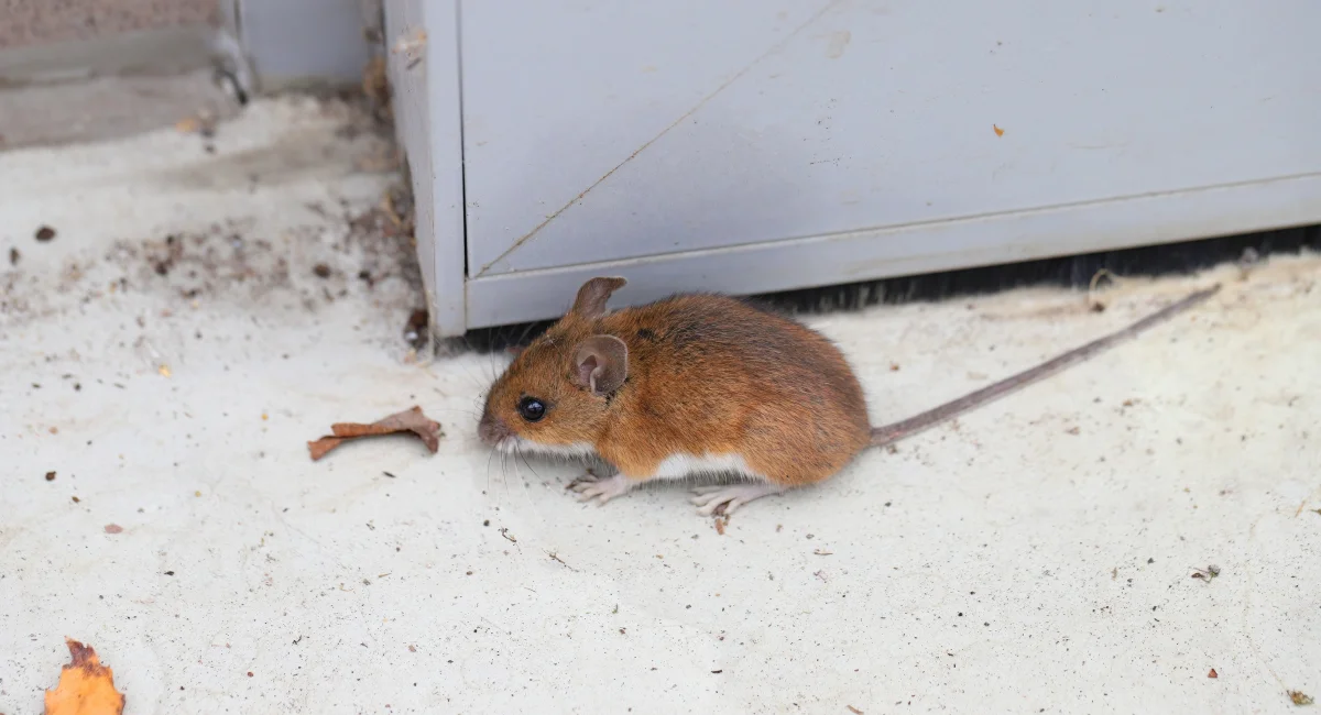 Mouse on the floor of a business