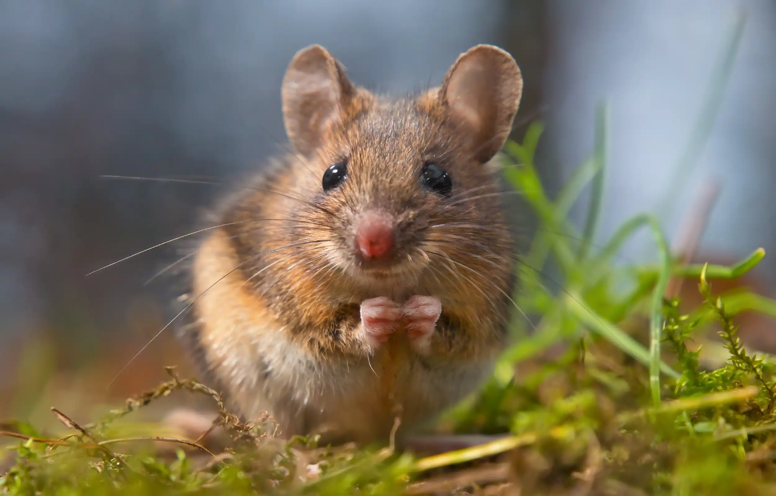 forest mouse in the grass