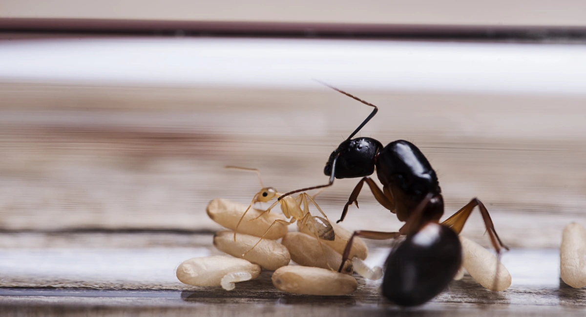 Queen ant with worker and pupa
