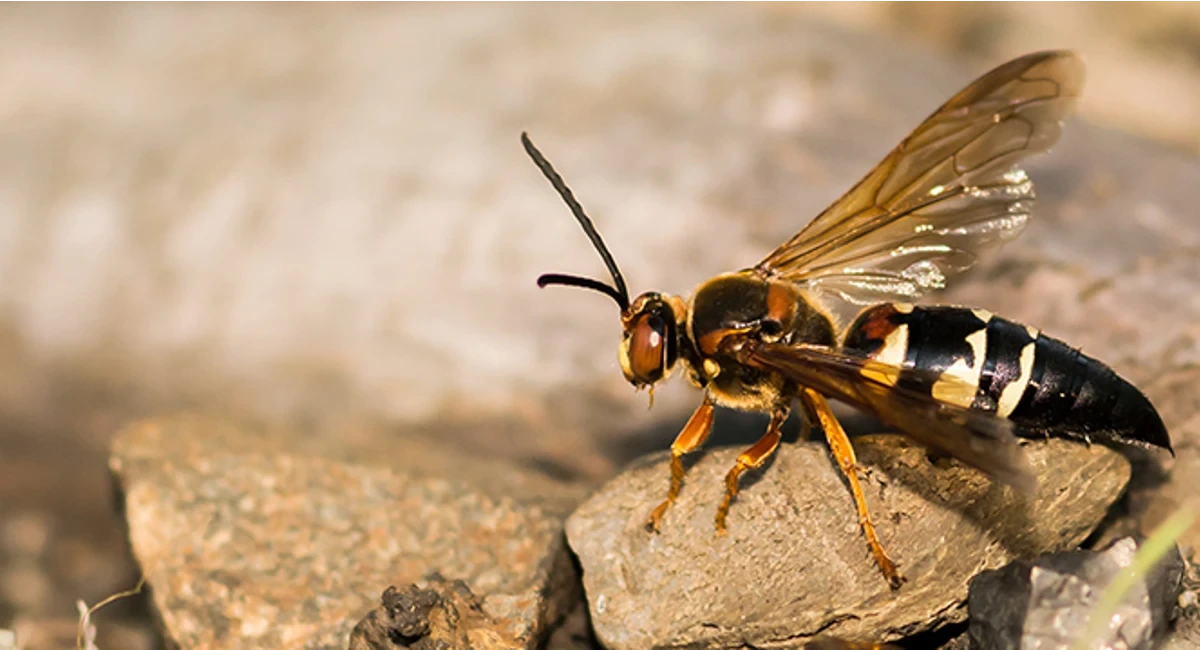 cicada wasp on a rock