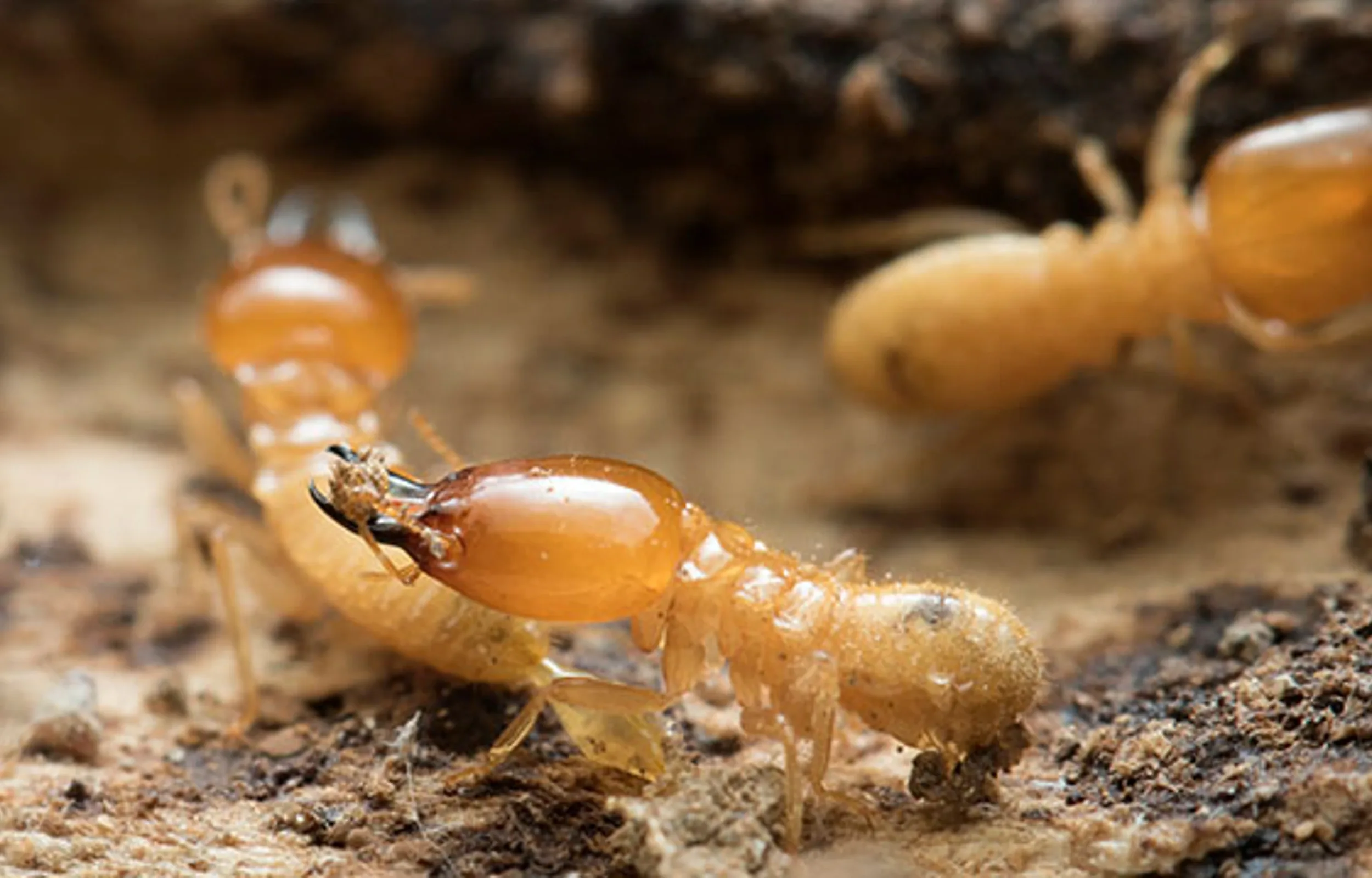 Termites close up in nest 
