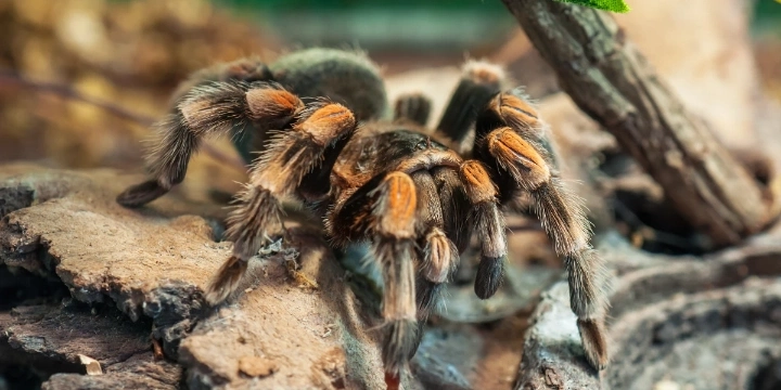 tarantula spider close up
