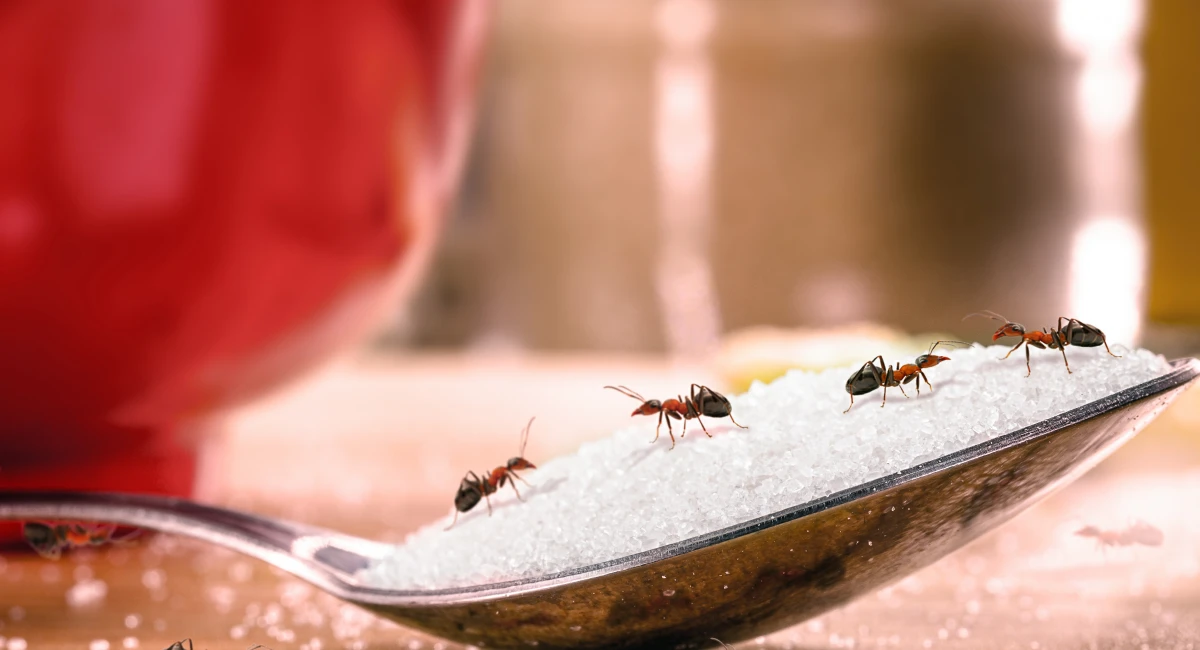 Ants eating sugar on a spoon in the kitchen