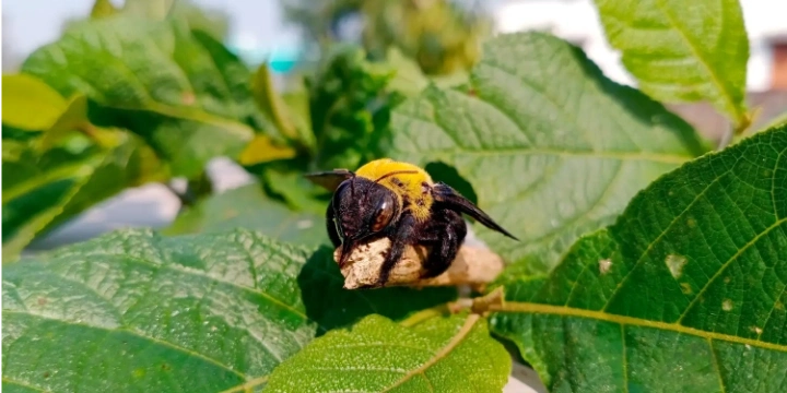 carpenter bee on a plant