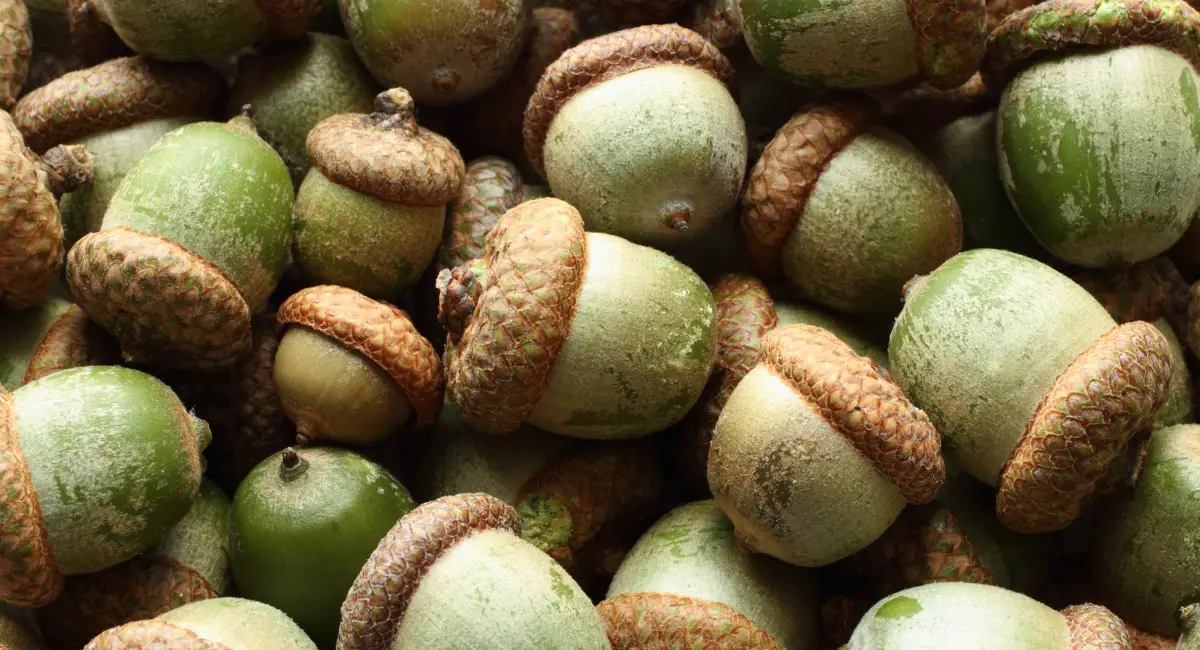 A pile of acorns