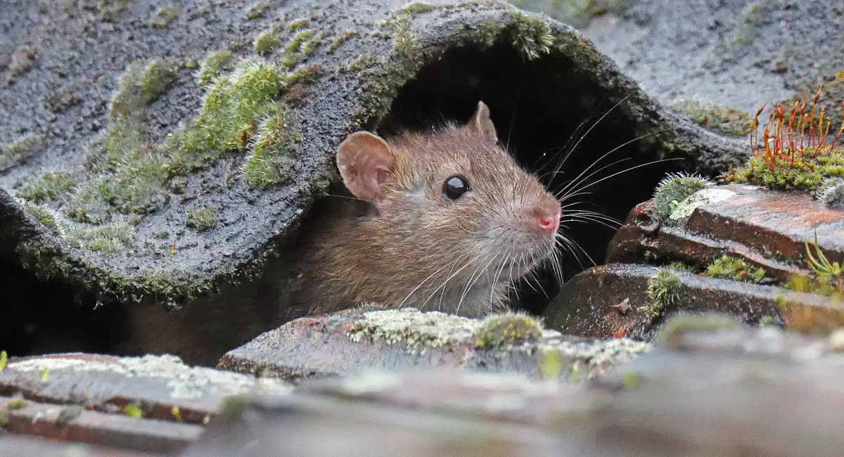 Norway rat peeping out of roof tile