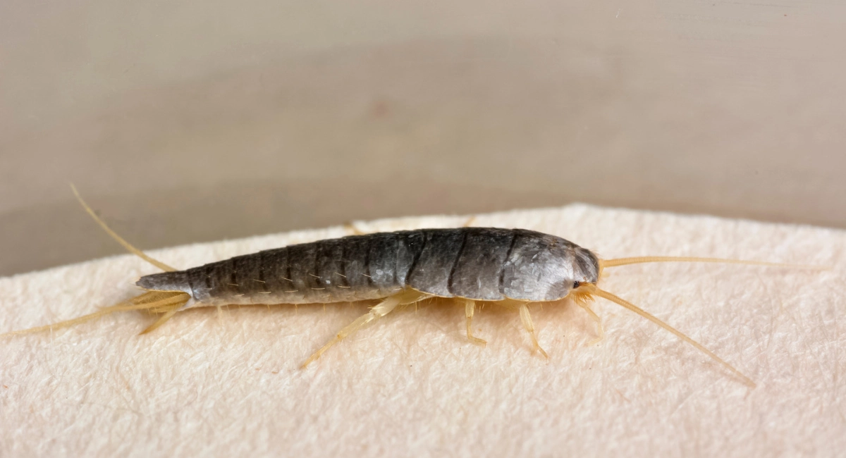 Silverfish close up on textured background