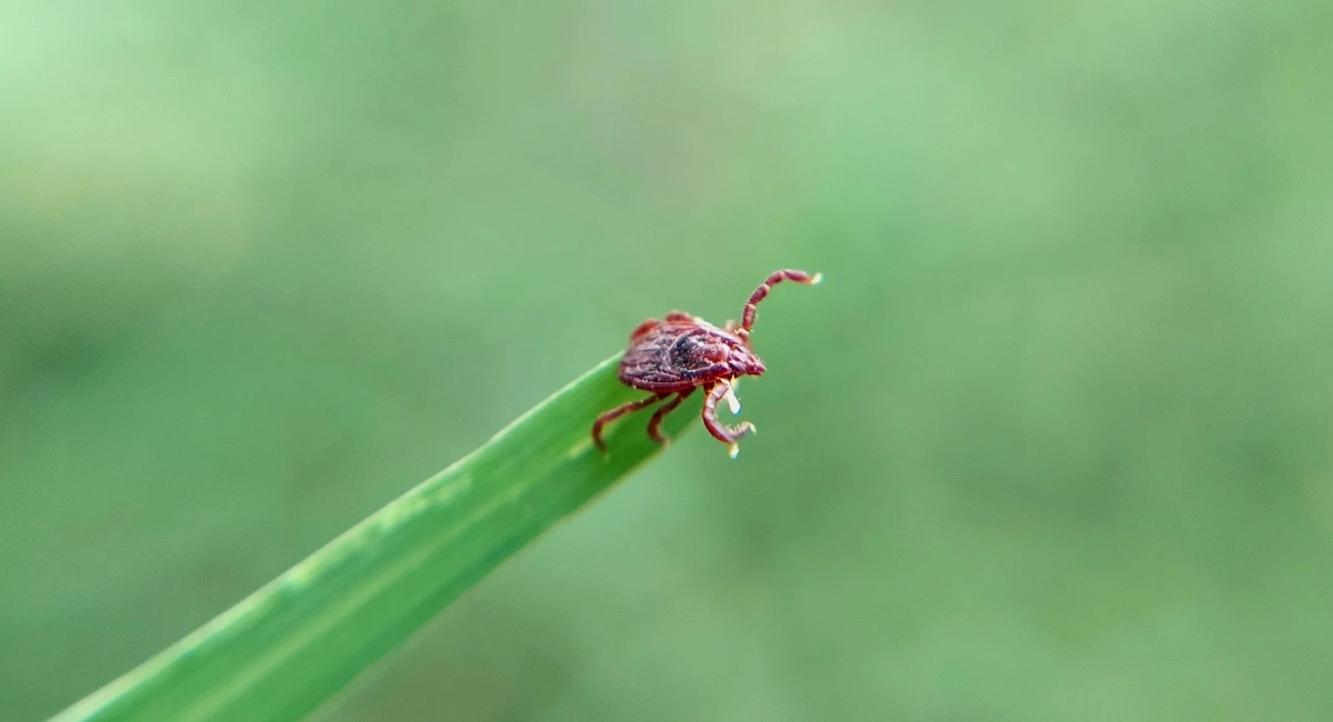 hard tick perched on a single green grass blade. Its oval body and tiny legs are clearly visible, emphasizing its parasitic nature. The background is blurred, focusing attention on the tick's detailed structure.