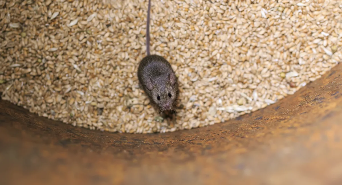 Mouse inside a grain storage container surrounded by stored cereal grains, illustrating stored product contamination risk.