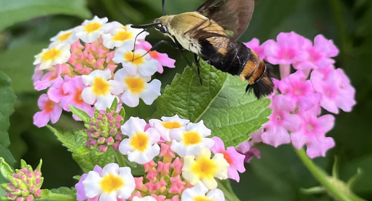 Snowberry Clearwing Moth sniffing yellow white and pink flowers 