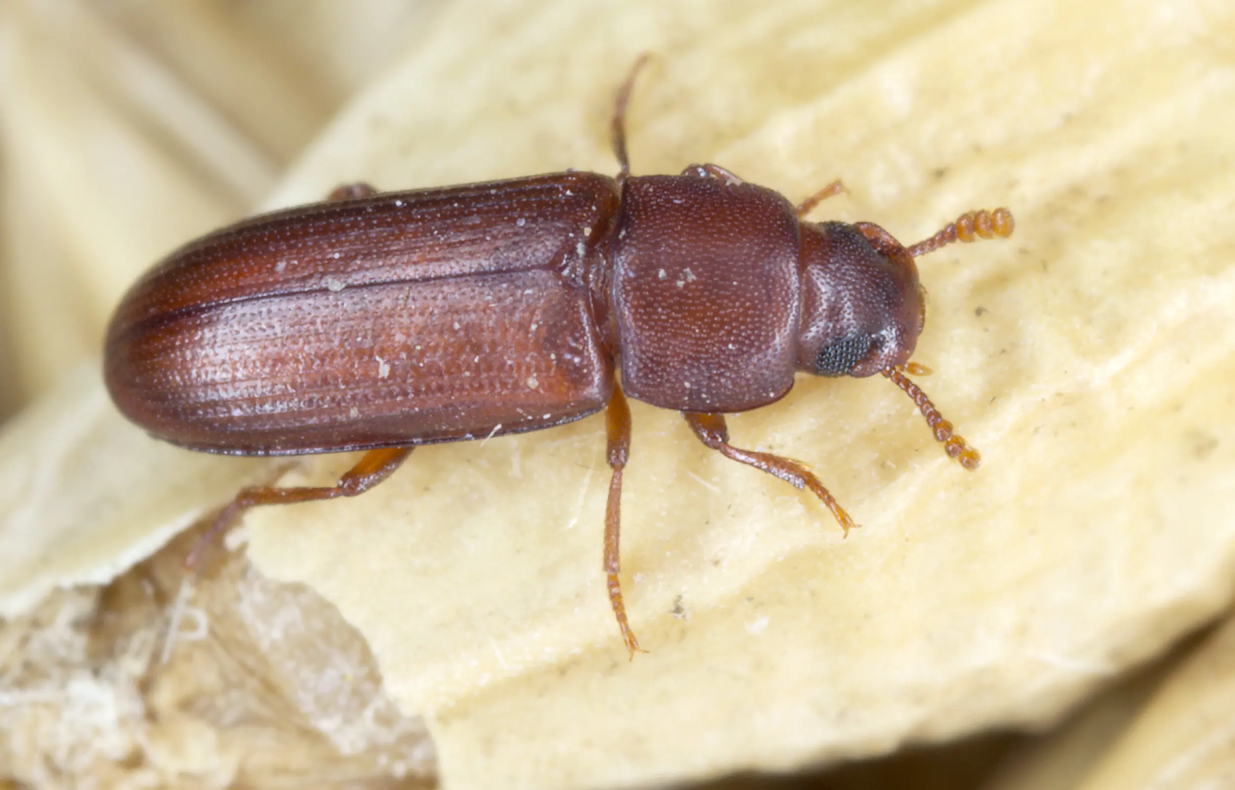 Red flour beetle on a grain